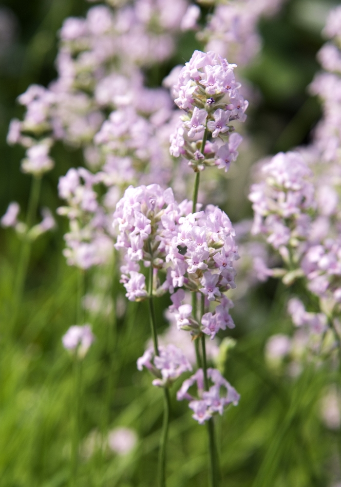Lavender La Diva Berry Beautiful 1 Gal