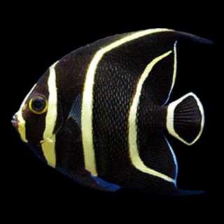 French Angelfish