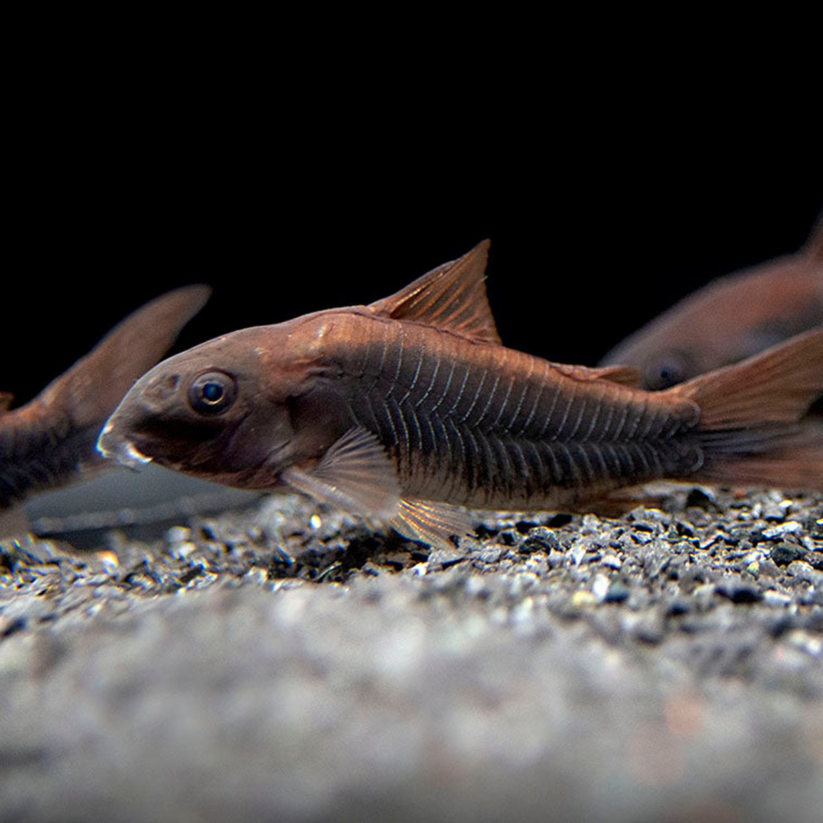 Black Venezuela Corydoras