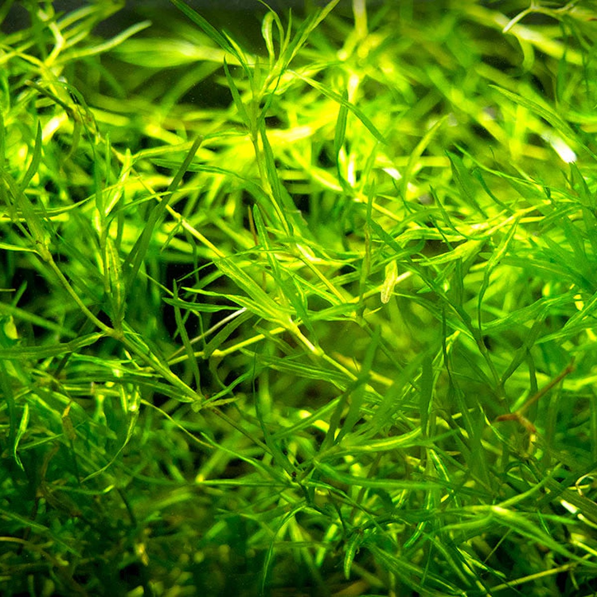 Guppy Grass