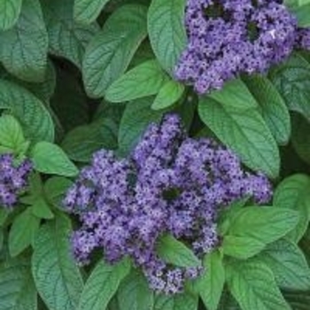 Heliotrope Fragrant Delight 1 Gal