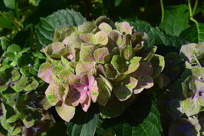 Hydrangea Fuchsia Glow 5 Gal