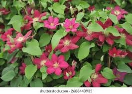 Issey Clematis, 1 gallon