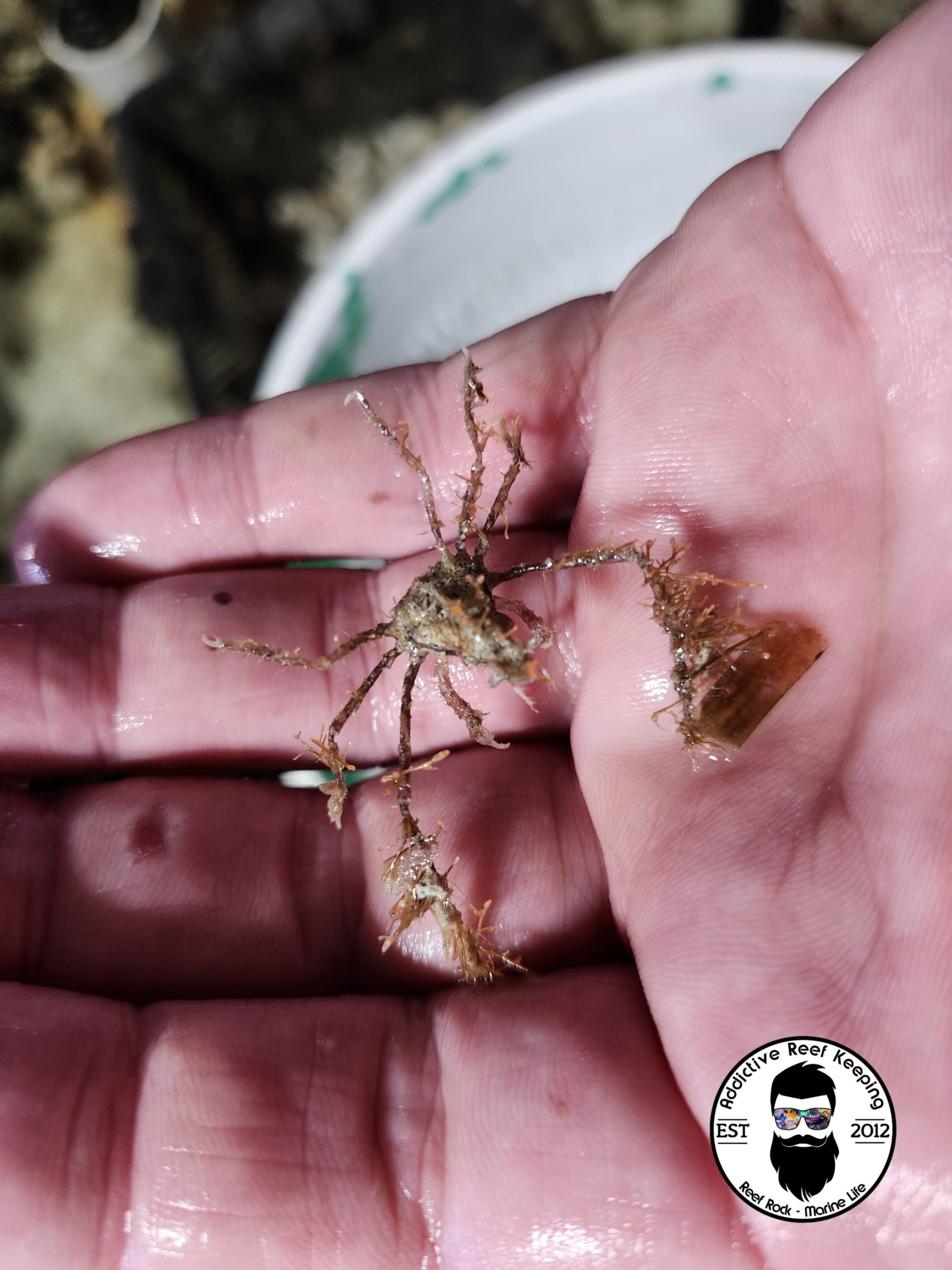 Fake Arrow Decorator Crab