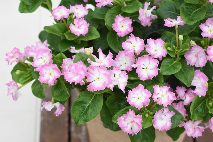 Vinca Soiree Flamingo Senorita Pink Quart