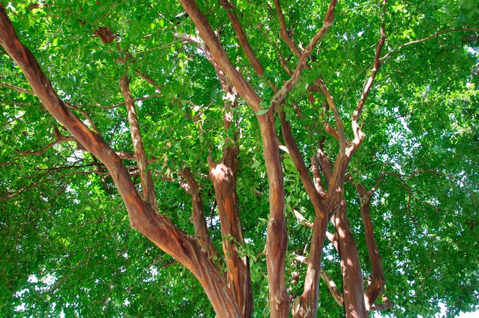 Crape Myrtle Houston 3 Gal