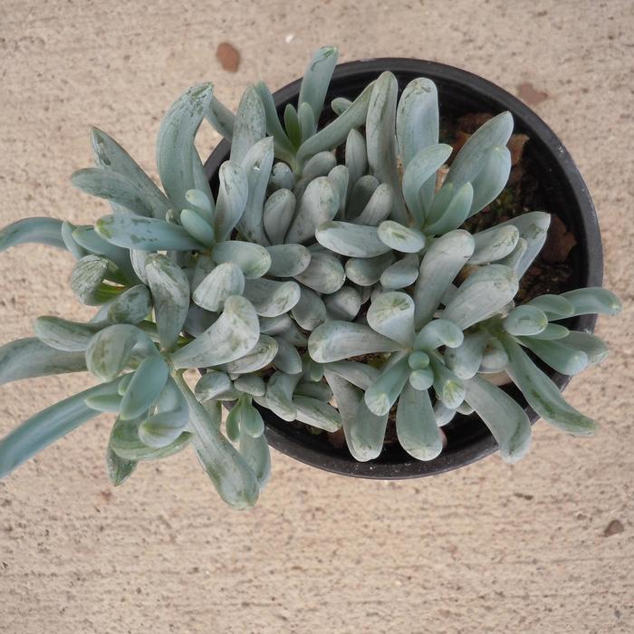 Senecio Himalaya Quarts