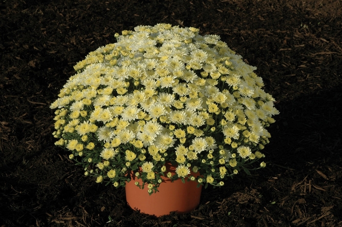 Mum Tracy Orange 8"