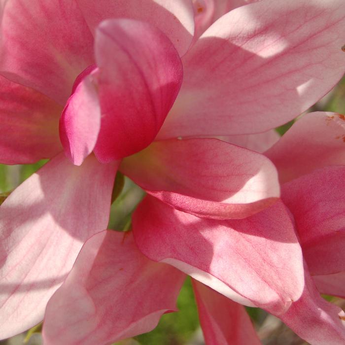 Magnolia D D Blanchard 65 Gal