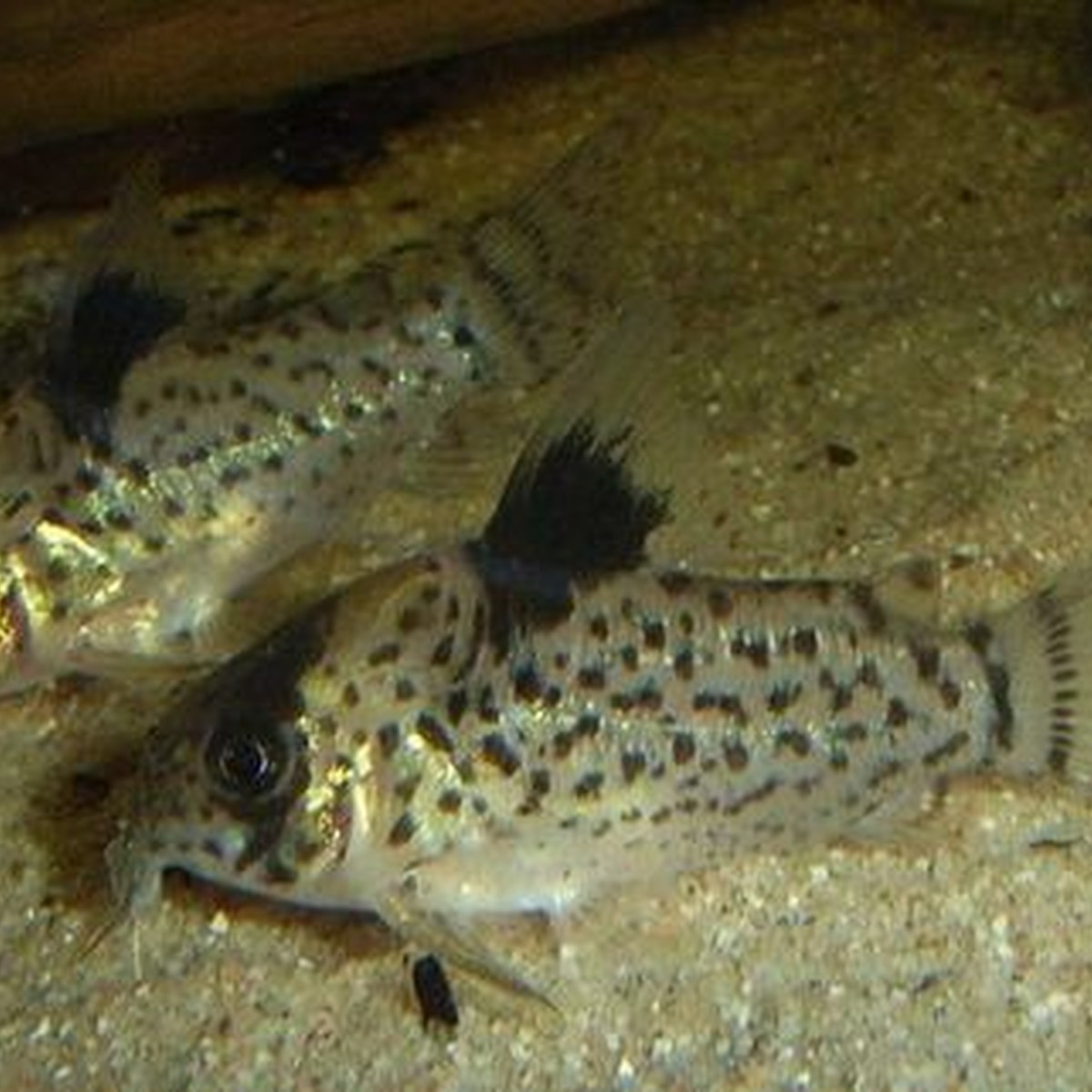 Leucomelas Corydoras