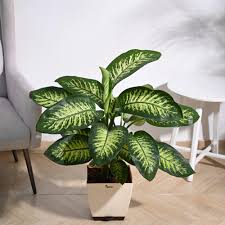 Dieffenbachia 'Tropic Snow'