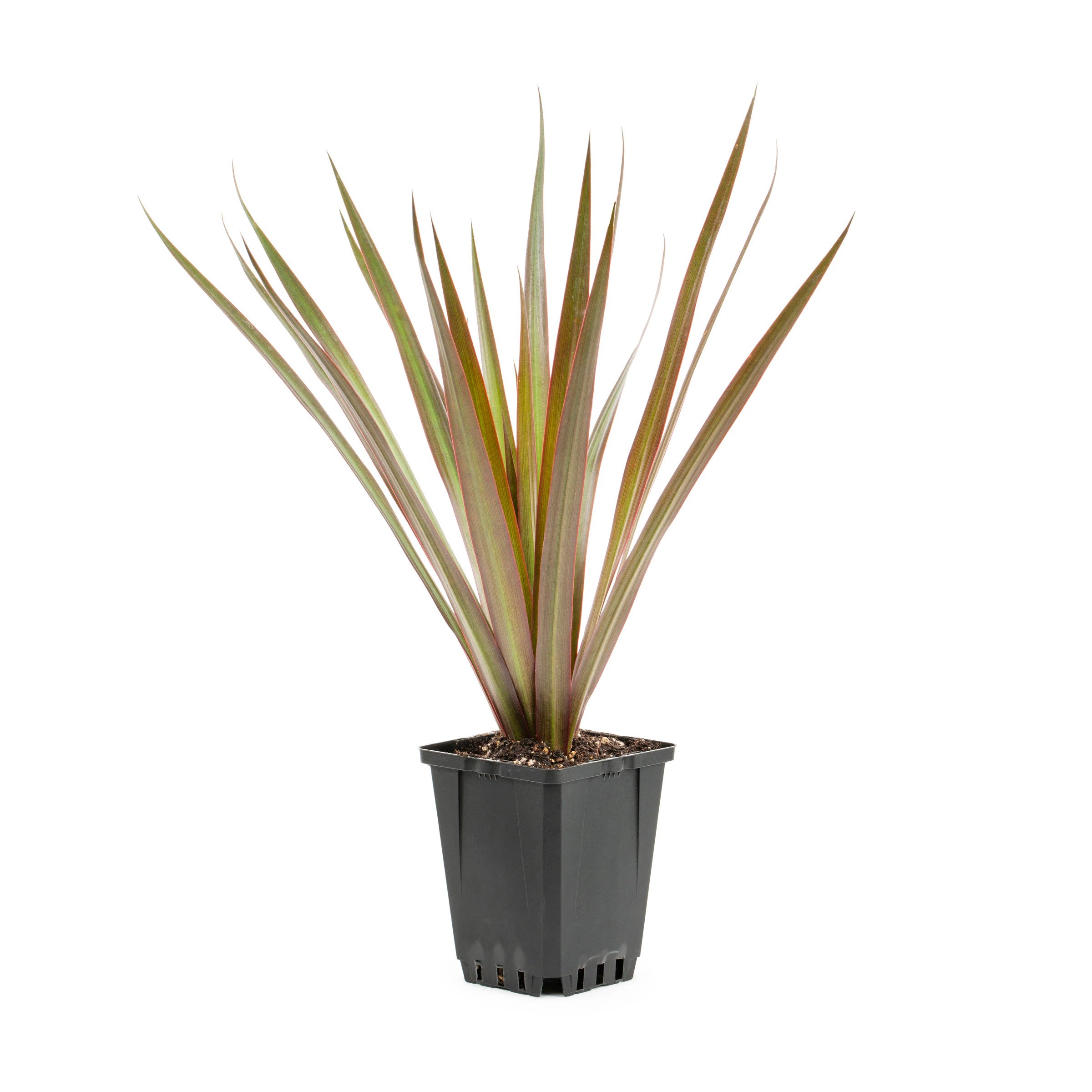 Spike, 4"