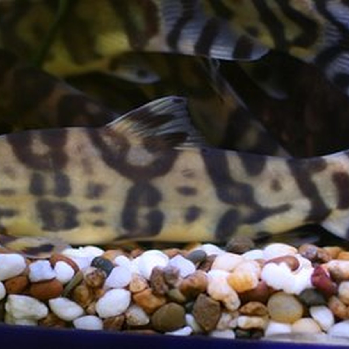 Golden Zebra Loach