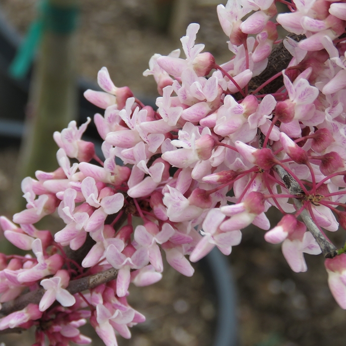 Redbud Flame Thrower 15 Gal