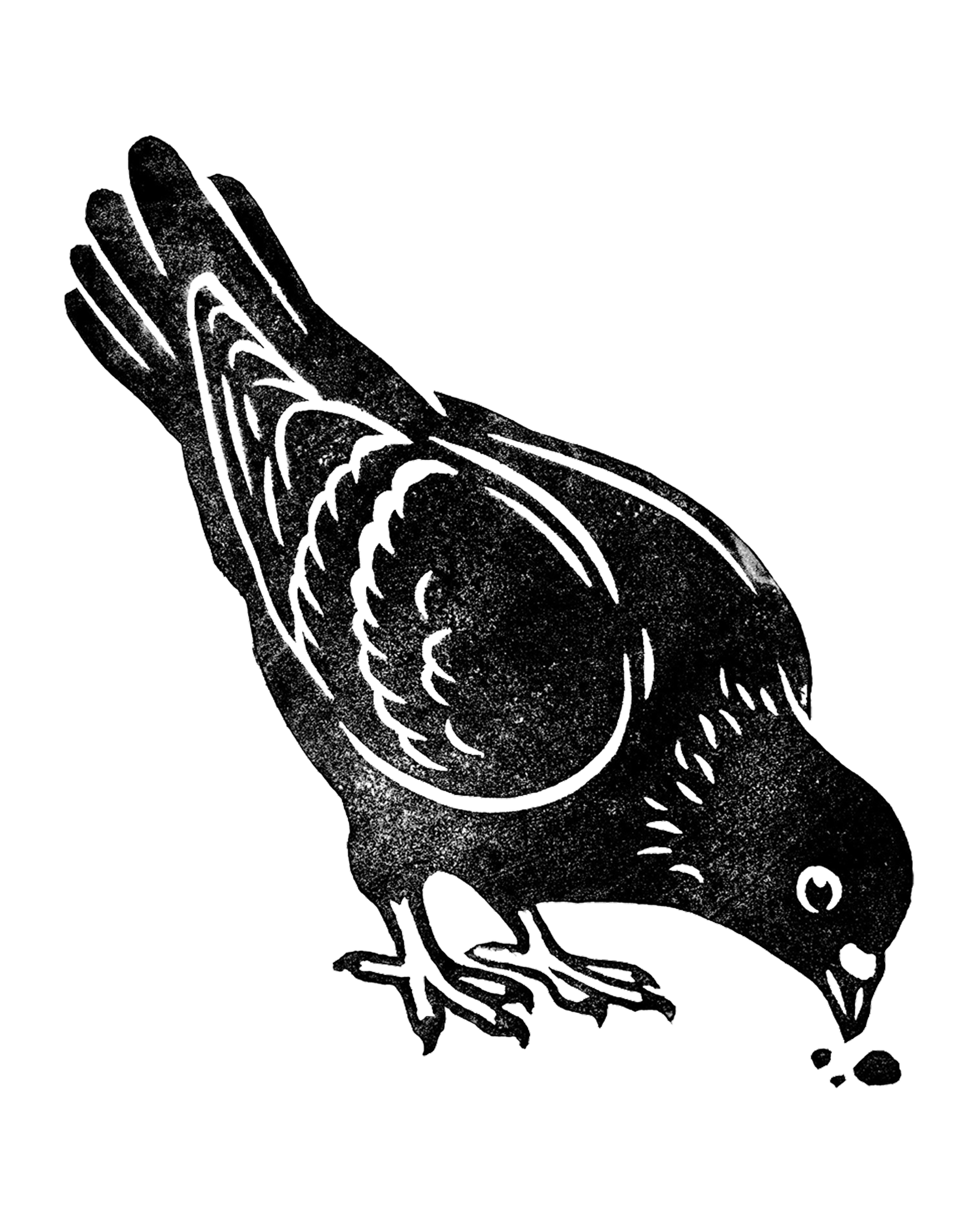 pigeon-eating-crumbs.png