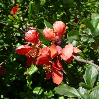Japanese Quince 1 Gal