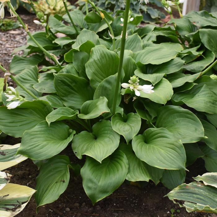 Hosta Royal Standard 1 Gal