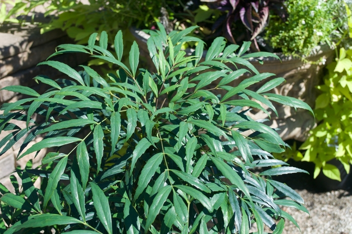 Mahonia Soft Caress 7 Gallon