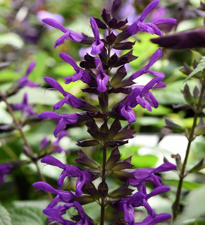 Russian Sage crazy blue 1 Gal