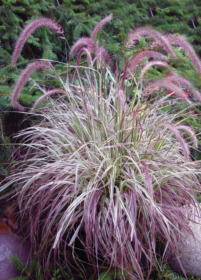 Fireworks Fountain Grass 1 Gal