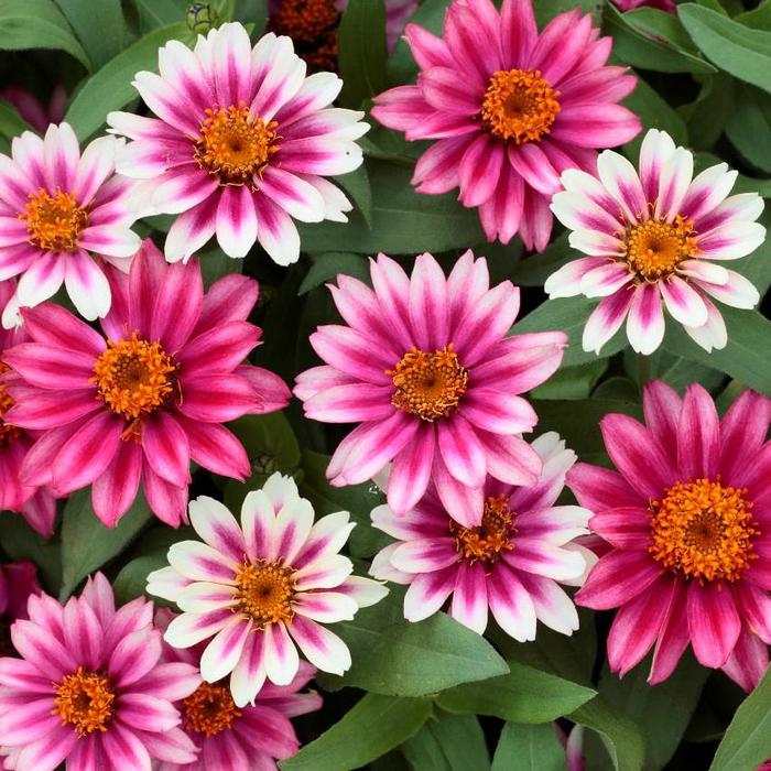 Zinnia Profusion Red Yellow Bicolor Quart