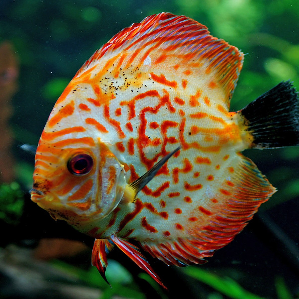 Tiger Turquoise Discus Symphysodon aequifasciatus