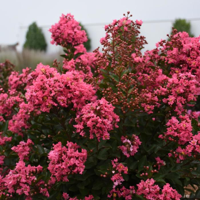 Crape Myrtle Colorama Scarlet 15 Gal