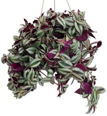 Tradescantia (Wandering Dude), 10" HB