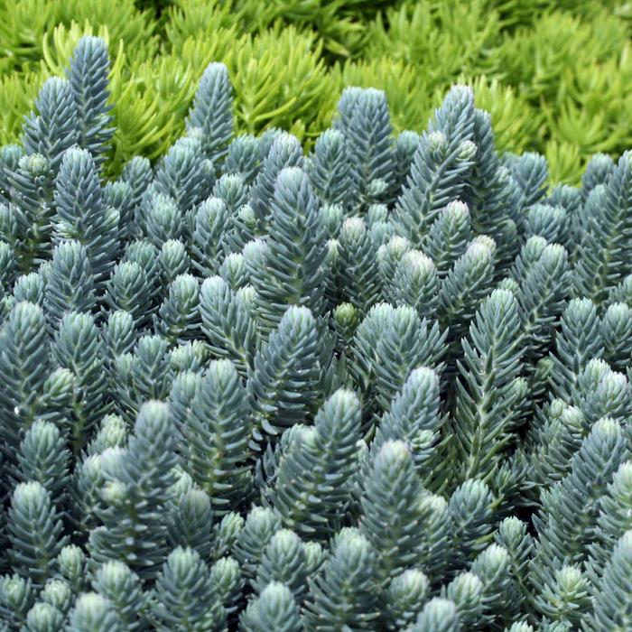 Sedum Blue Spruce 4"