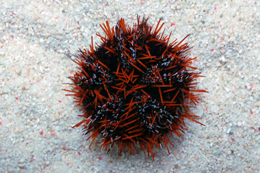 Multi color Collector Urchin