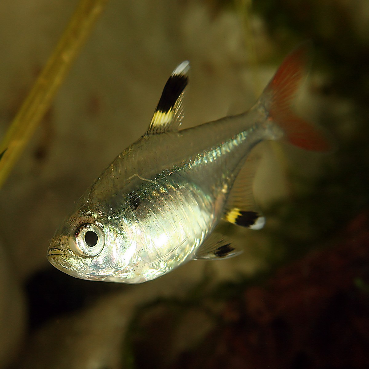 Pristella Maxillaris Tetra
