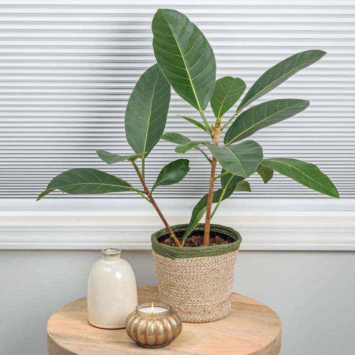 Ficus Benjamina Braid 14"