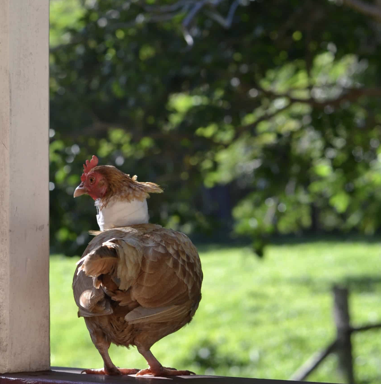 Naturally Positive - Full Set of 22