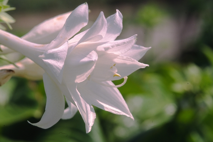 Hosta Elegans 3 Gal