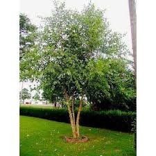 Heritage Birch (Betula), 7 gallon (Clump)
