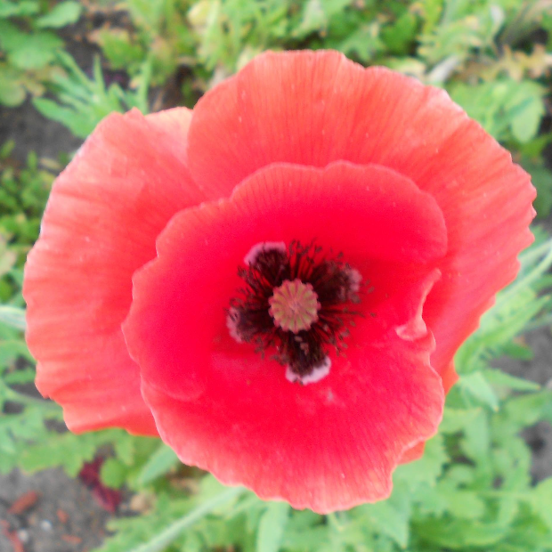 Flanders Poppy Seeds