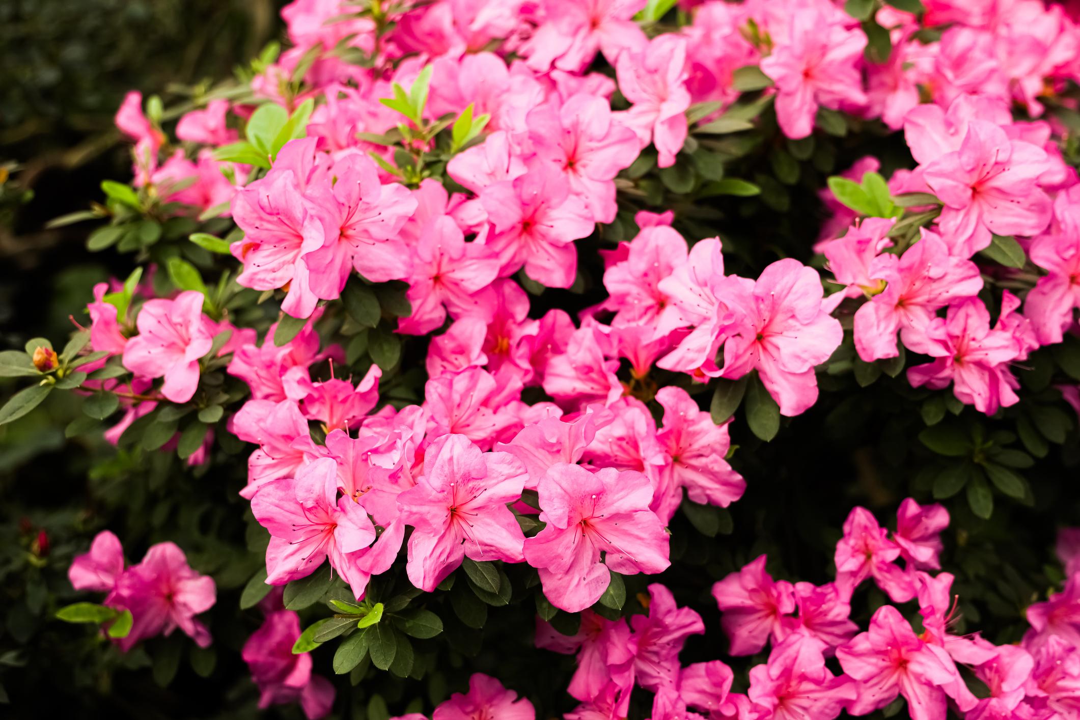 Azalea 'Blaauw's Pink'
