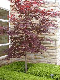 Bloodgood Japanese Maple (Acer)