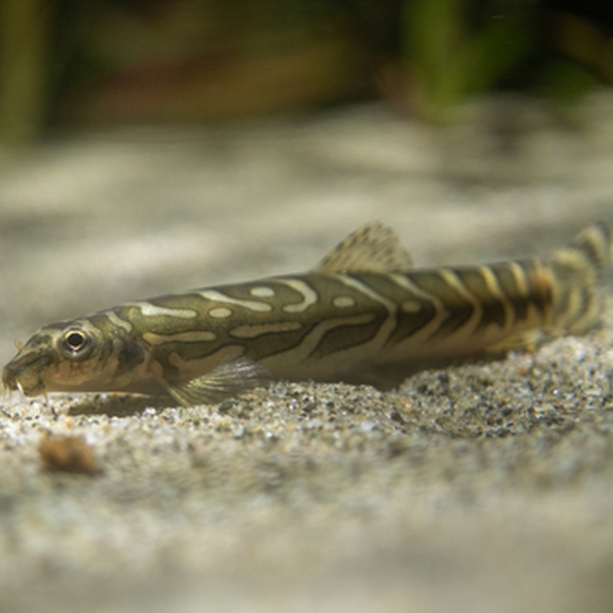 Zodiac Loach