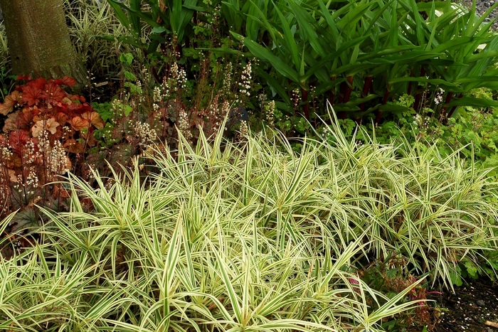 Sedge Sparkler 1 Gal