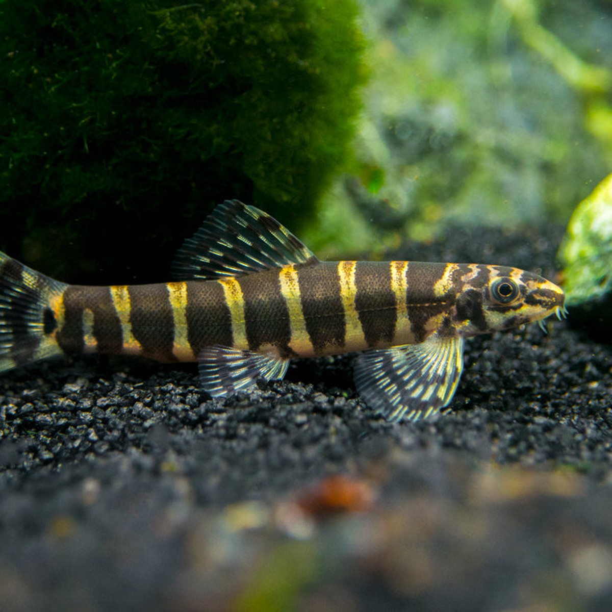 Serpent Loach