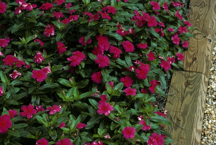 Vinca Flower Quart