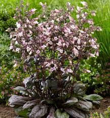 Dark Towers Beardtongue (Penstemon), 1 gallon