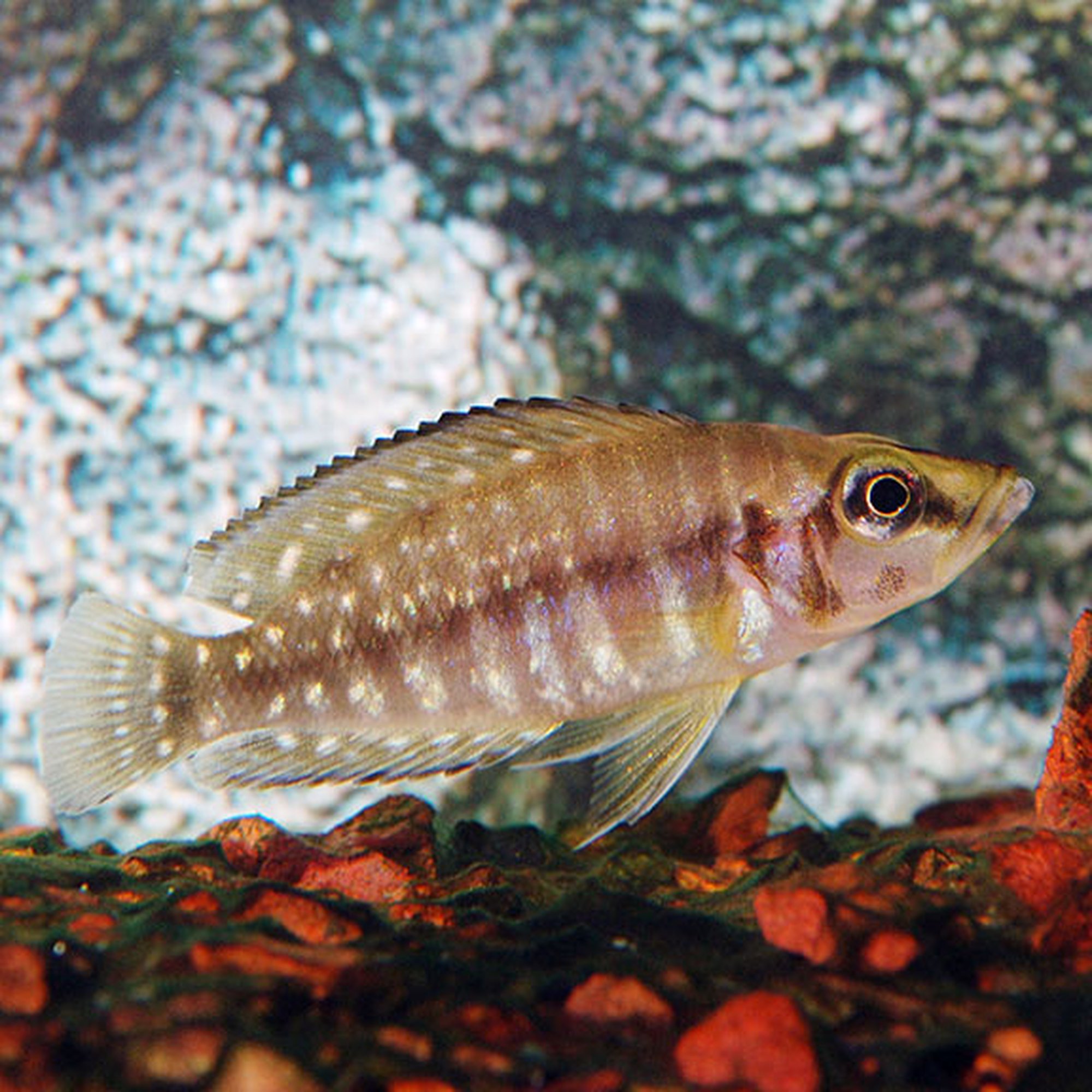Ink Fin Calvus