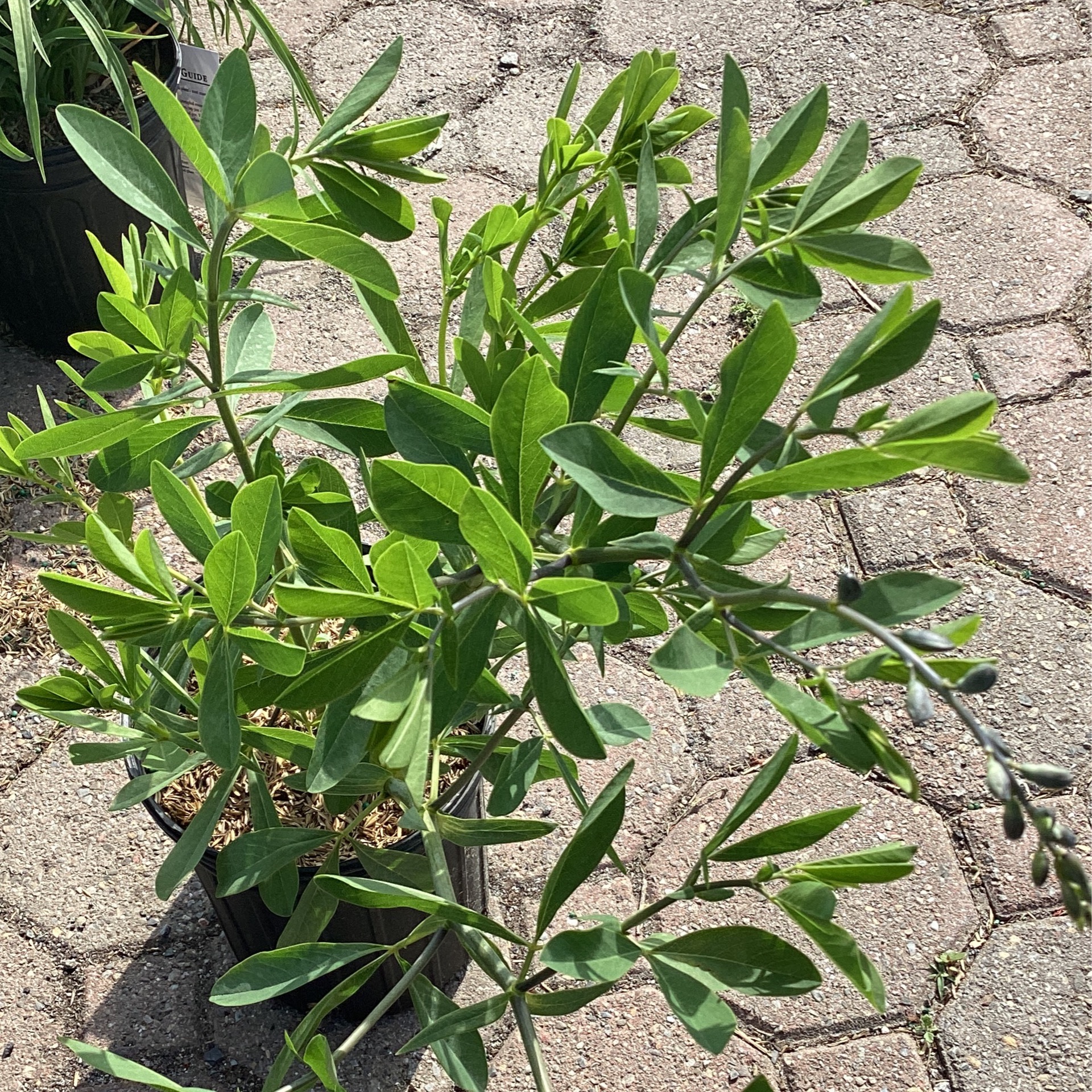 Baptisia (Indigo Weed)