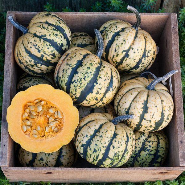 Sweet Dumpling Winter Squash - 2x Plug Plants