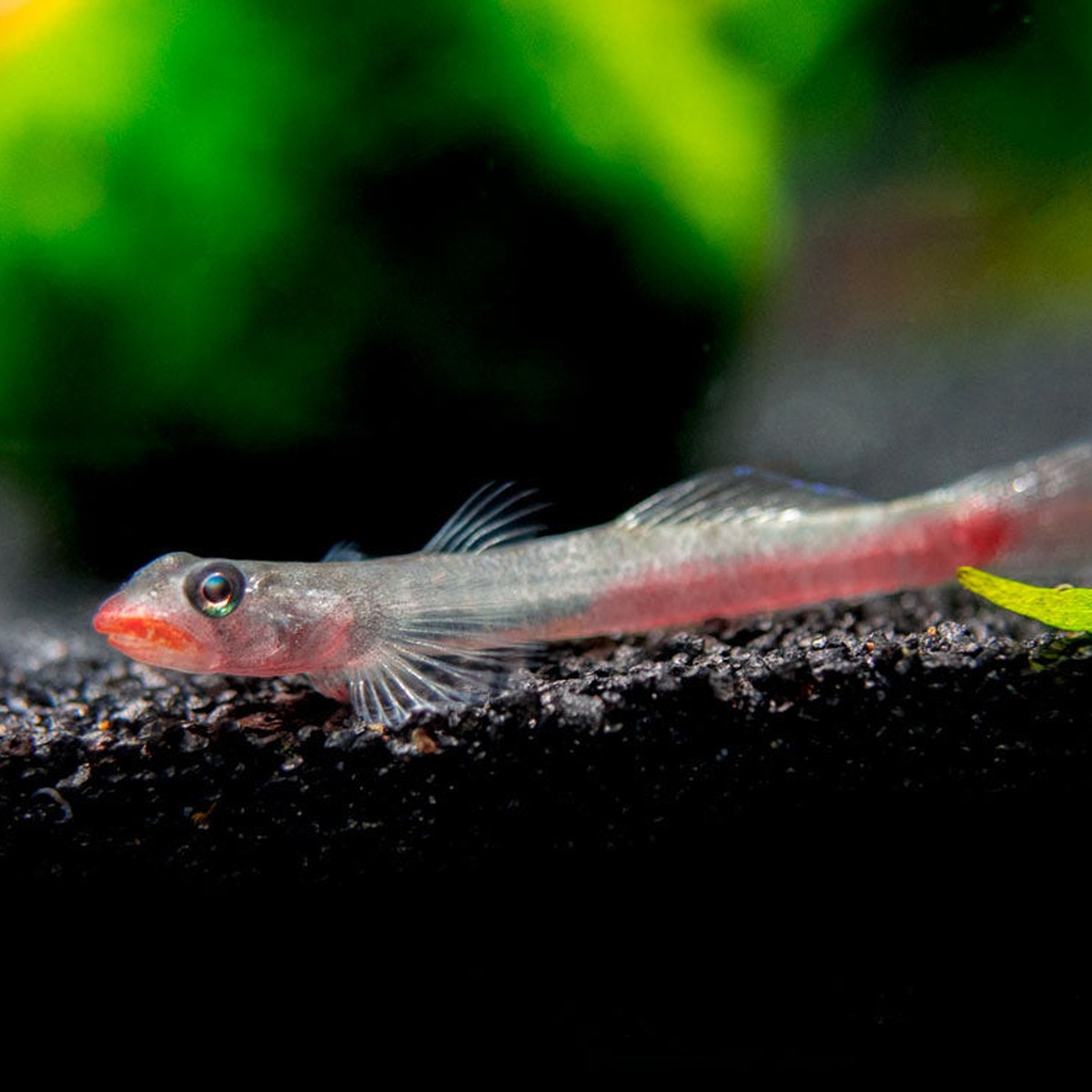 Red Lipstick Goby