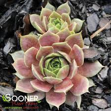 Red Heart Hens & Chicks (Sempervivum), 4.5"