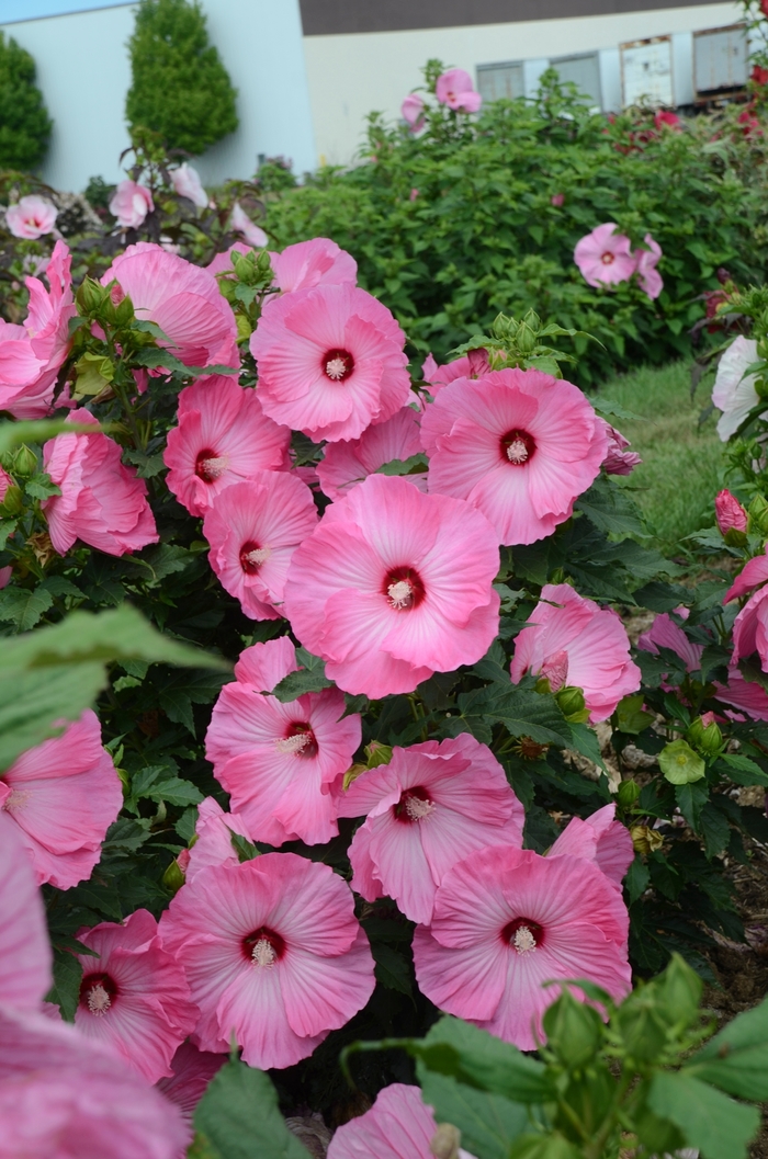 Hardy Hibiscus Angel Eyes 3 Gal