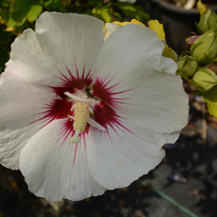 Althea Red Pillar 15 Gal